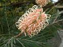 Grevillia Misty pink